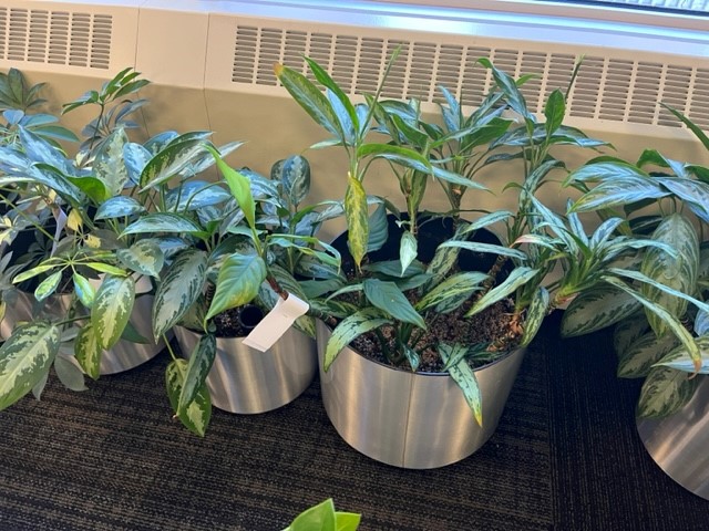 Small plant, under 2ft tall