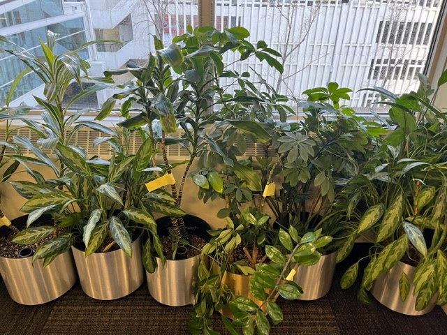 Medium plant, approx. 2 to 4ft tall