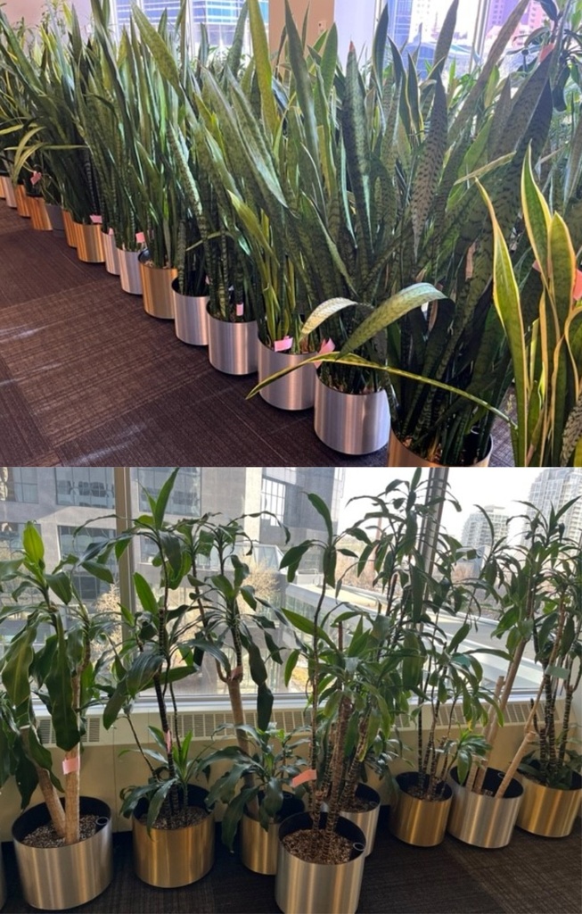 Large plant, approx. 4 to 6ft tall