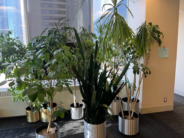 Extra large plant, approx. 6ft+ tall