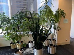 [#J6-5] Extra large plant, approx. 6ft+ tall